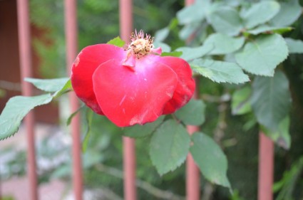 bunga merah