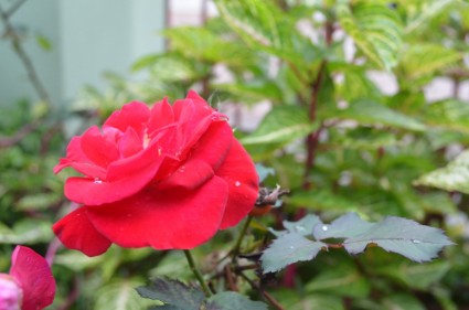 bunga merah