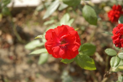 紅色花