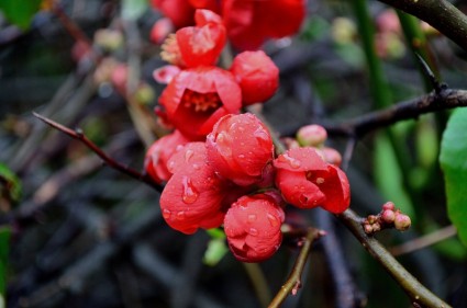 Rote Blütenknospen