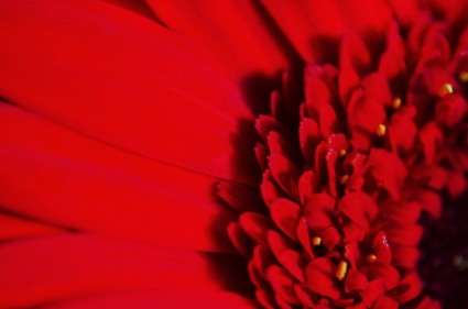 rote Blume-Makro