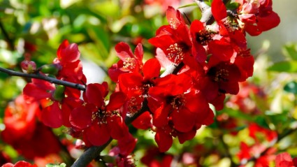 rote Blume-Frühlingssonne