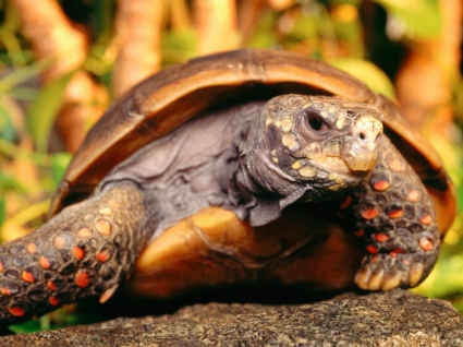 Fondo de pantalla de pie rojo tortuga tortugas animales
