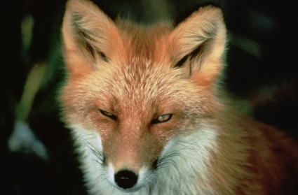 红狐狸动物野生动物
