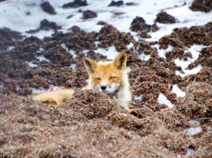 Red fox da vida selvagem no Alasca