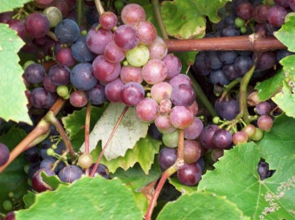 czerwone winogrona