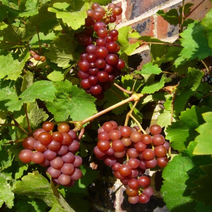 uvas de vid de uva roja