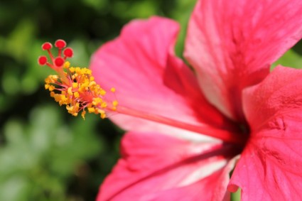 красный gumamela цветок