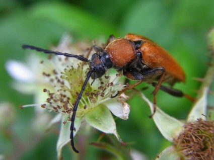 cheveux roux anneau pyrrhidium sanguineum beetle