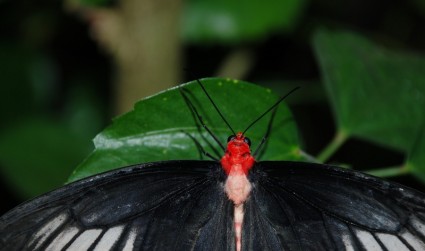 赤い頭の蝶