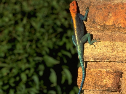 Red Headed Rock Agama Wallpaper Other Animals