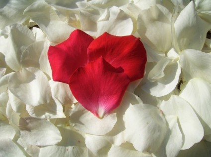 trái tim đỏ cánh hoa