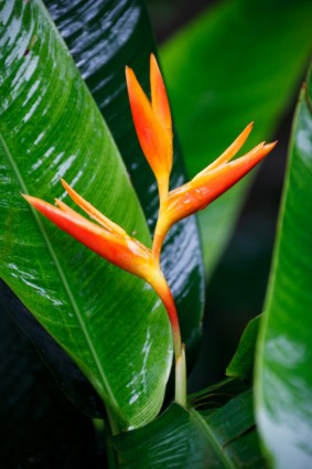 빨간 heliconia