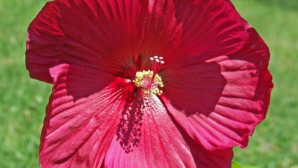 hibiscus rojo