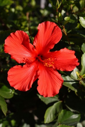 màu đỏ hibiscus nở