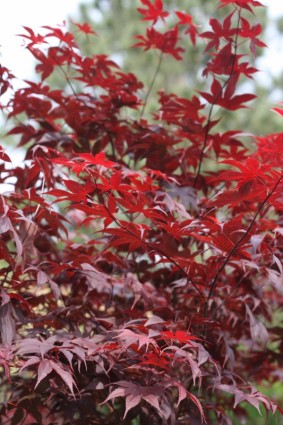 红色日本枫树