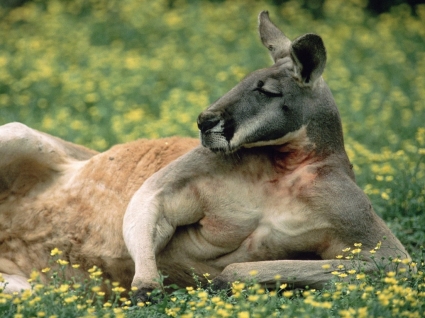 Czerwony kangur australia świat tapety