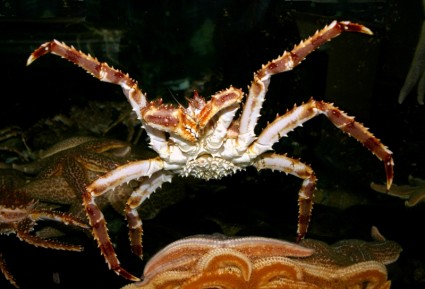 crabe de mer océan