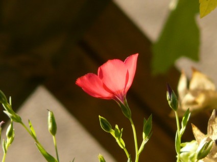 Rote Leine Blume rot