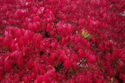 feuilles rouges