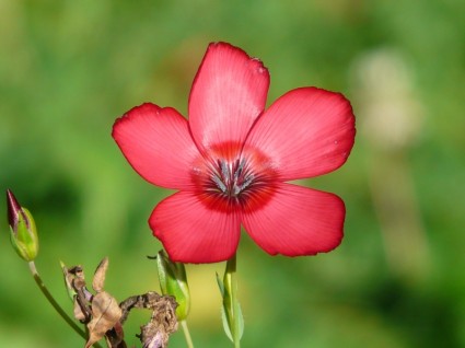 빨간 lein 꽃 레드