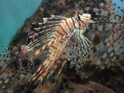 빨간 lionfish