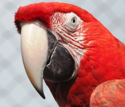 macaw merah