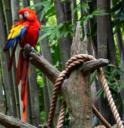赤コンゴウインコのオウムの熱帯鳥