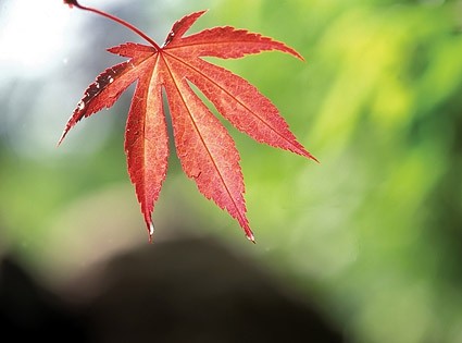 Foto stock de hojas de arce rojo