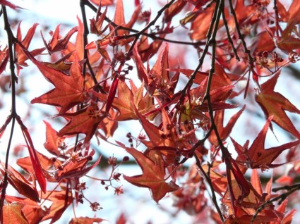 Red maple maple de fã de planta ornamental