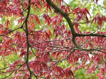 érable rouge érable de plante ornementale fan