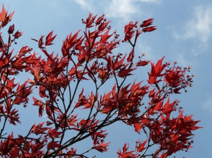 Red maple maple de fã de planta ornamental