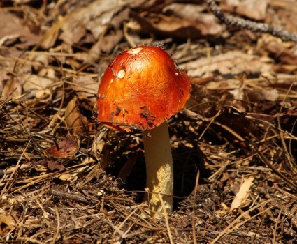 rosso funghi russula emetica tossico