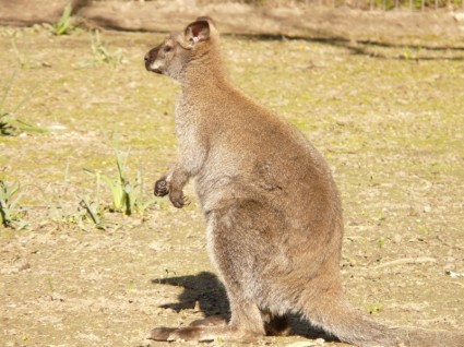 Red Necked Wallaby Kangaroo Macropus Rufogriseus
