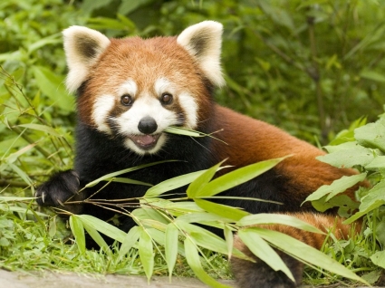 красный медведи едят бамбук обои животные
