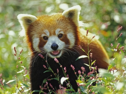 papel de parede Red panda tem animais