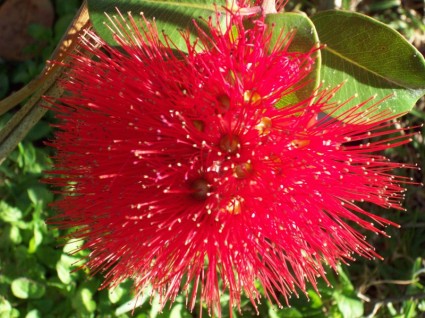 Red Pohutukawa Flower Nz