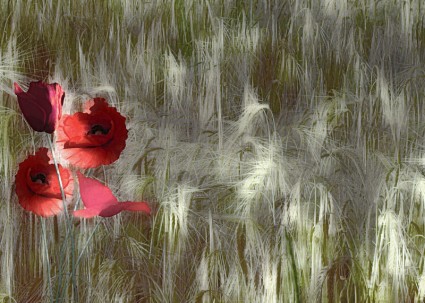 빨간 양 귀 비 양 rhoeas 옥수수 밭