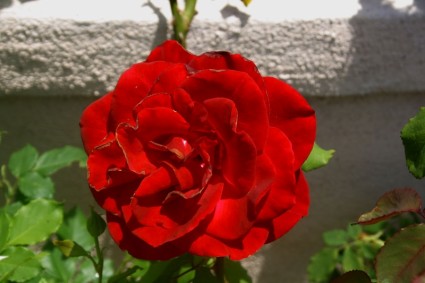 czerwona róża