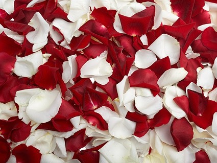 赤いバラと白いバラの花びらのストック フォト