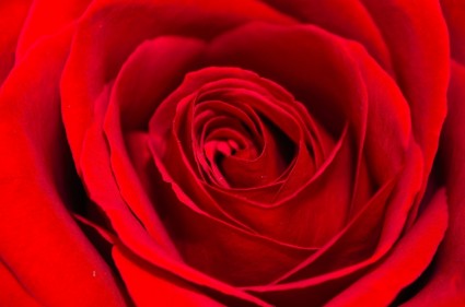 latar belakang mawar merah