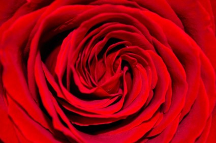 czerwona róża tło