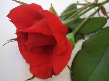 Красная роза цветок