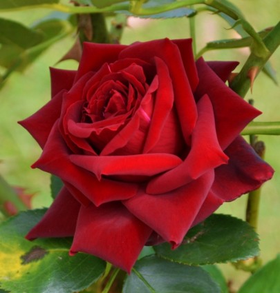 fiore rosa rossa