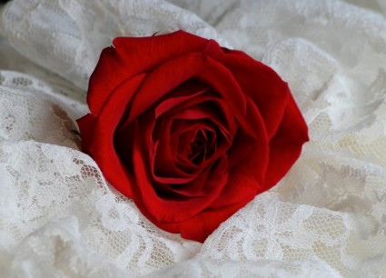 blossom kelopak bunga mawar yang merah