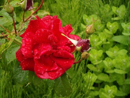 雨の中で赤いバラ