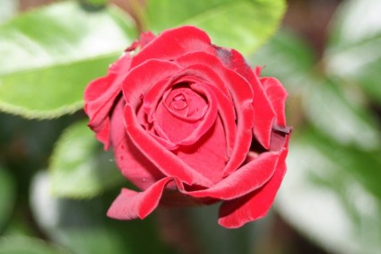Красная роза любовь романтика