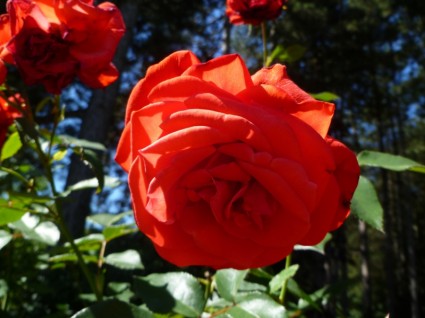 czerwona róża czerwona róża