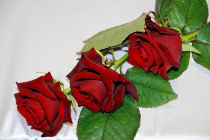 Красные Розы красные розы