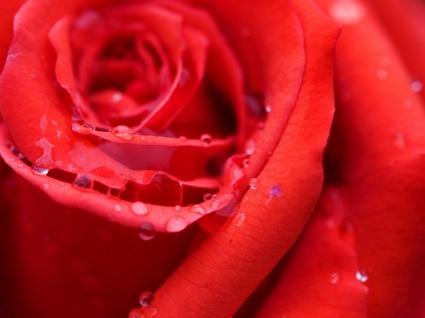 طبيعة الزهور خلفية وردة حمراء
